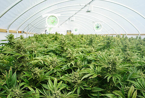 Koppert actief in markt voor legale cannabis