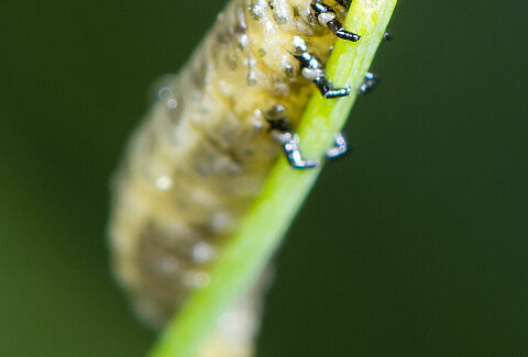 Blauwe aspergekever