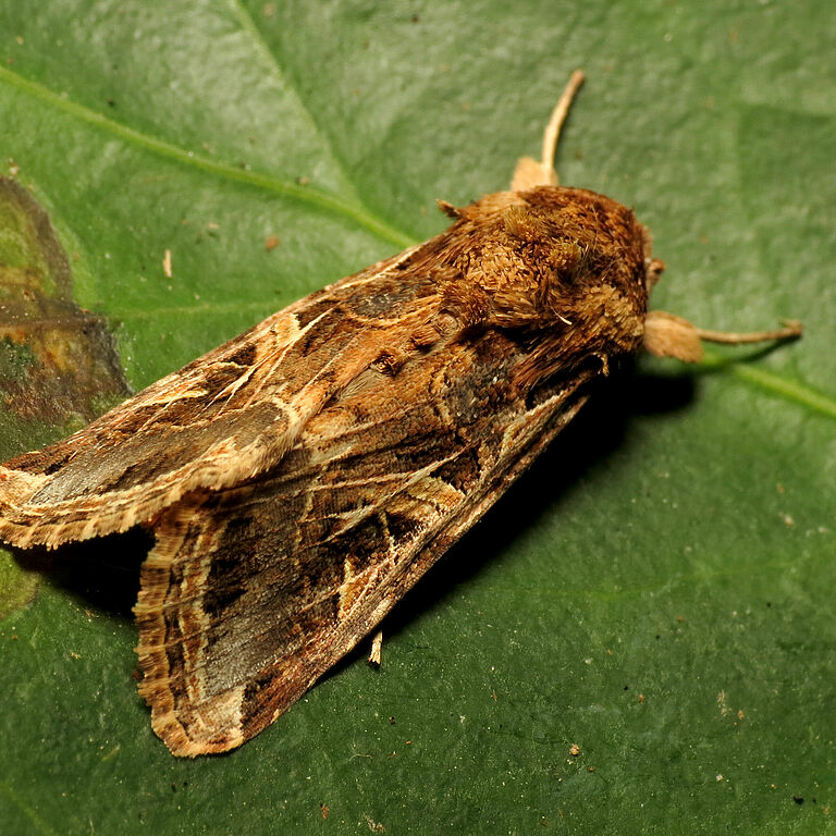 Cotton leafworm Spodoptera littoralis