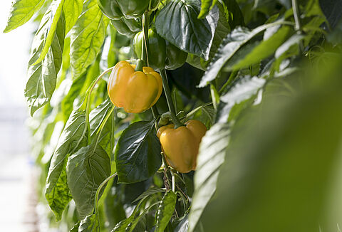 Mirical ook effectief tegen tabakswittevlieg in paprika