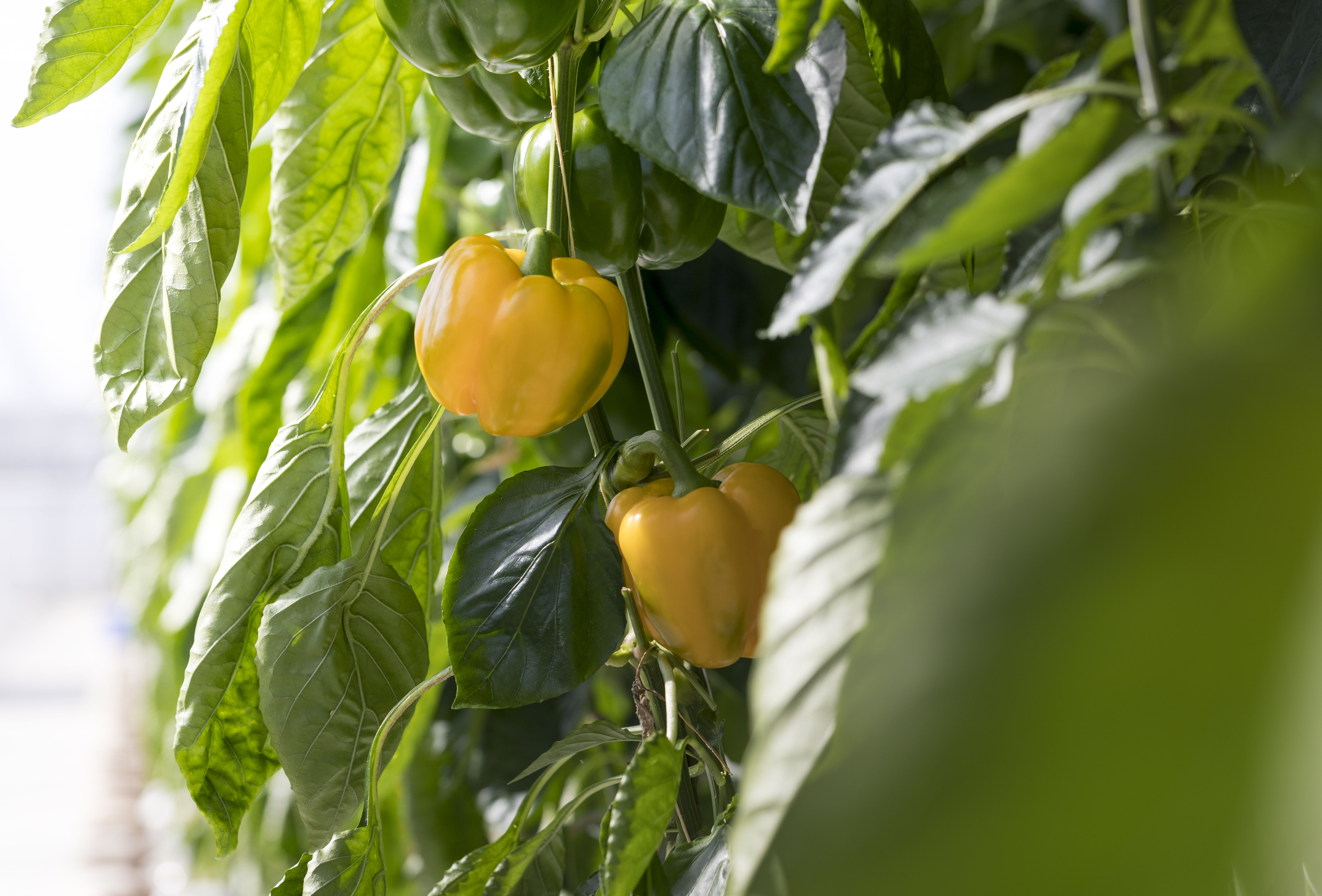 Mirical ook effectief tegen tabakswittevlieg in paprika