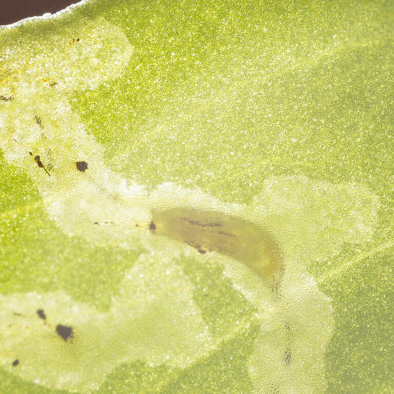 Larva of the Tomato leaf miner Liriomyza bryoniae