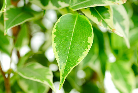 Groene potplanten
