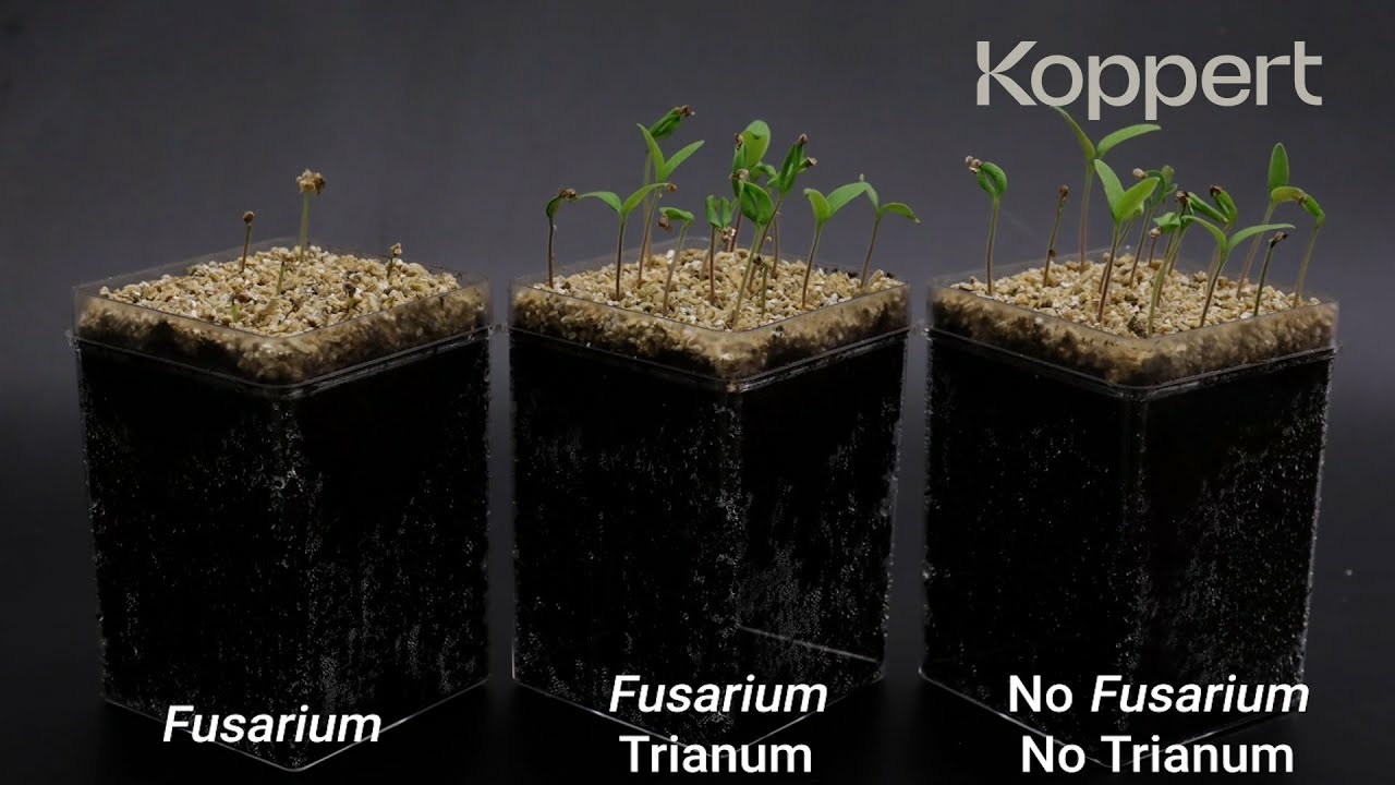 Trichoderma harzianum T22 combats Fusarium oxysporum in tomato Trichoderma harzianum T22 combats Fusarium oxysporum in tomato