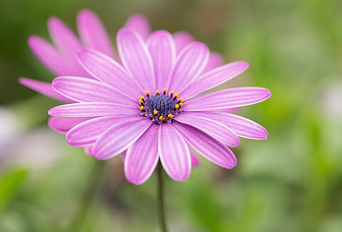 Balkon- en terrasplanten