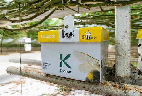 Hoe bescherm je hommels in de kou