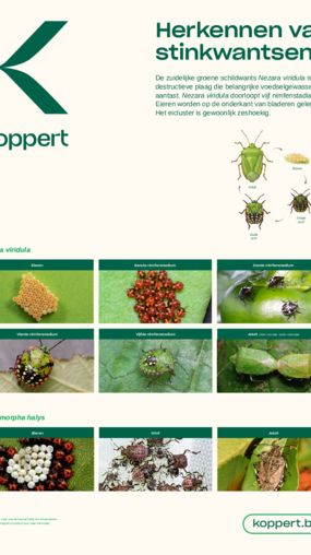 Poster - Herkennen van stinkwantsen