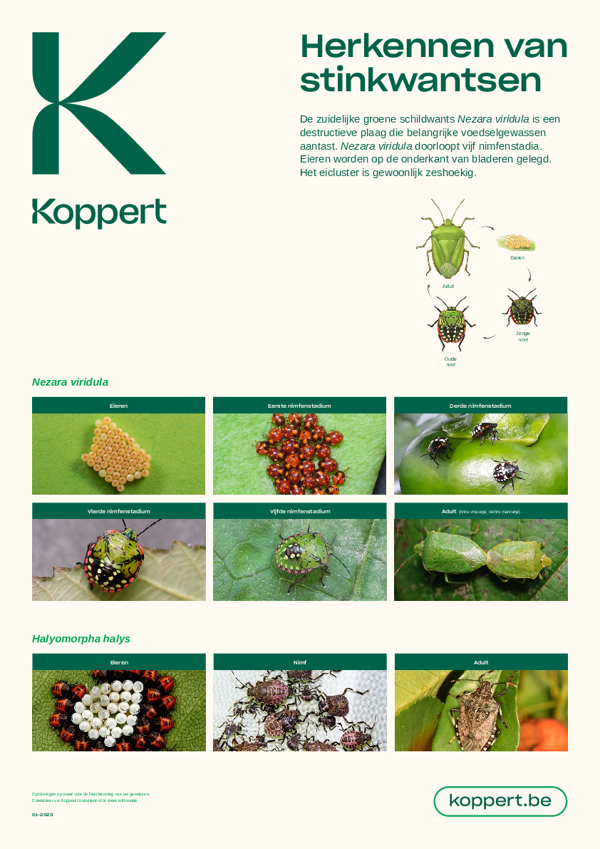 Herken schildwantsen