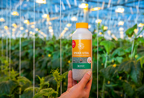 Betere biologische bestrijding van spint met Spidex Vital
