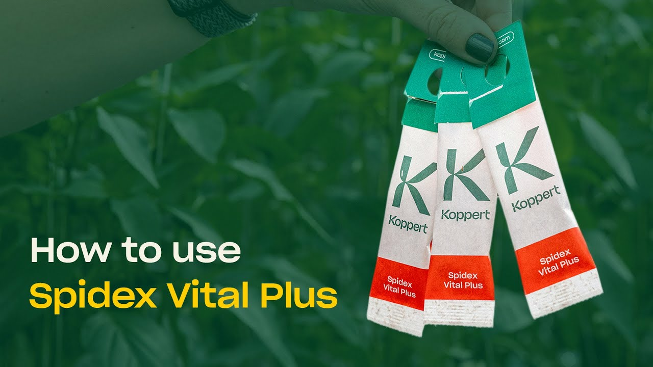 How To Use Spidex Vital Plus - Predatory Mites for Spider Mite Control