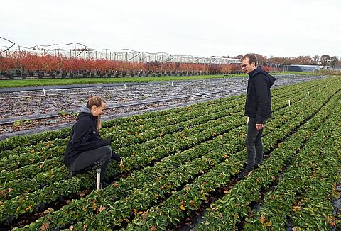 Een goede start op het aardbeientrayveld