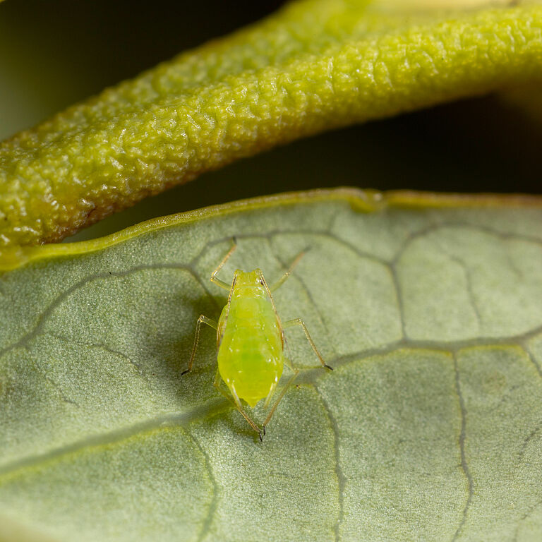 Blueberry aphid Ericaphis fimbriata