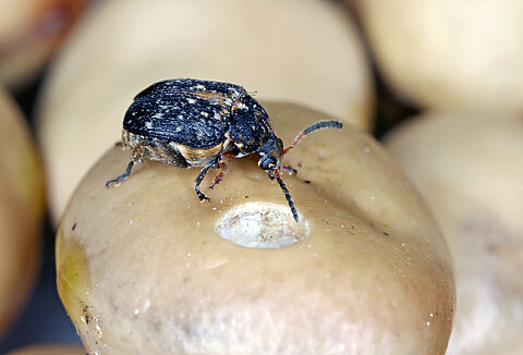 Broad bean weevil