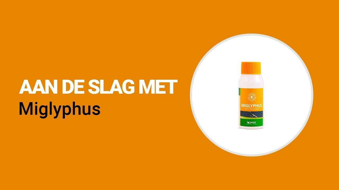 Aan de slag met Miglyphus van Koppert