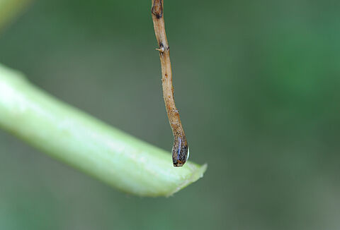 Zwartwortelrot bij komkommerachtigen