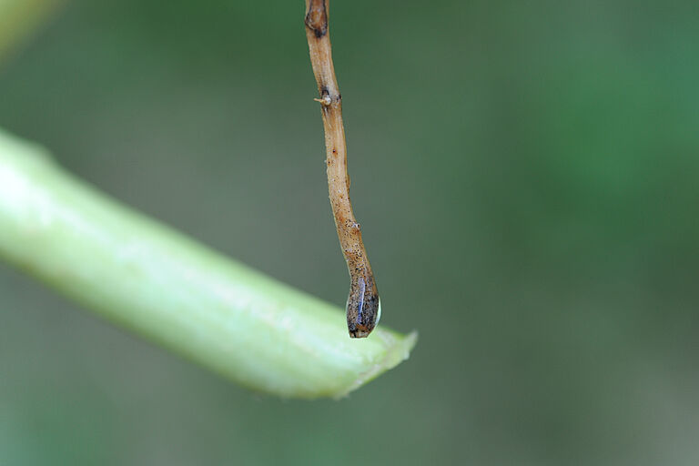 Damage caused by Black root rot of cucumber Phomopsis sclerotioides