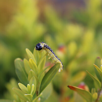 Box tree moth Cydalima perspectalis Larva on plant