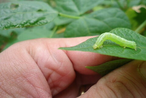 Soybean looper Chrysodeixis includens Larva