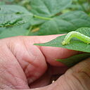 Soybean looper Chrysodeixis includens Larva