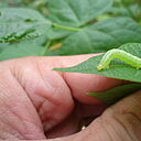 Soybean looper Chrysodeixis includens Larva