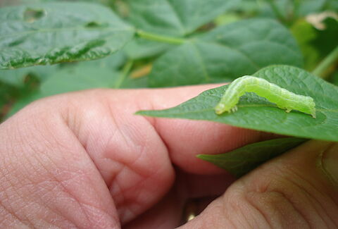 Soybean looper Chrysodeixis includens Larva