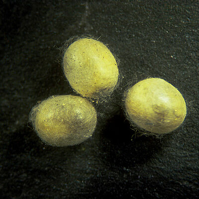 Chrysoperla carnea popstadium