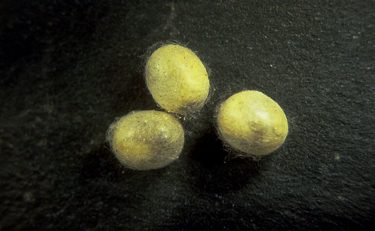 Chrysoperla carnea popstadium
