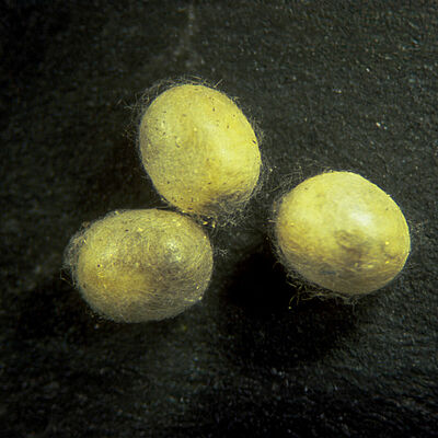 Chrysoperla carnea popstadium