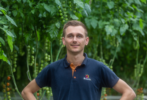 Telers doorwortelen positief over Mycotal tegen wittevlieg