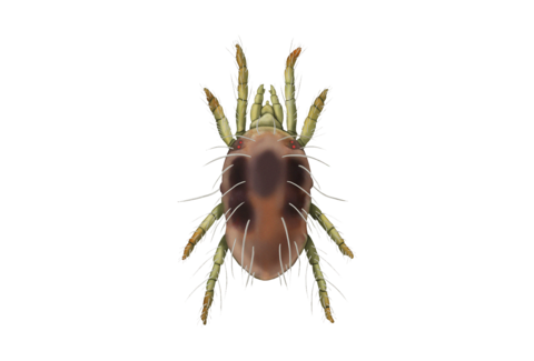 Spintmijt en overige mijten