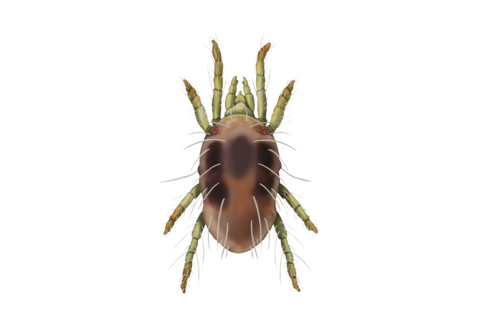 Spintmijt en overige mijten