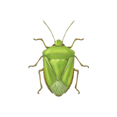 Nezara viridula adult