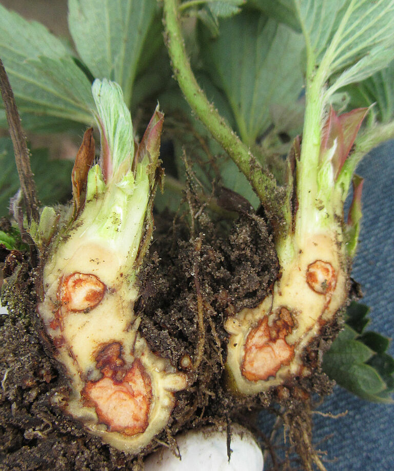 Strawberry roots infected with Pestalotiopsis clavispora
