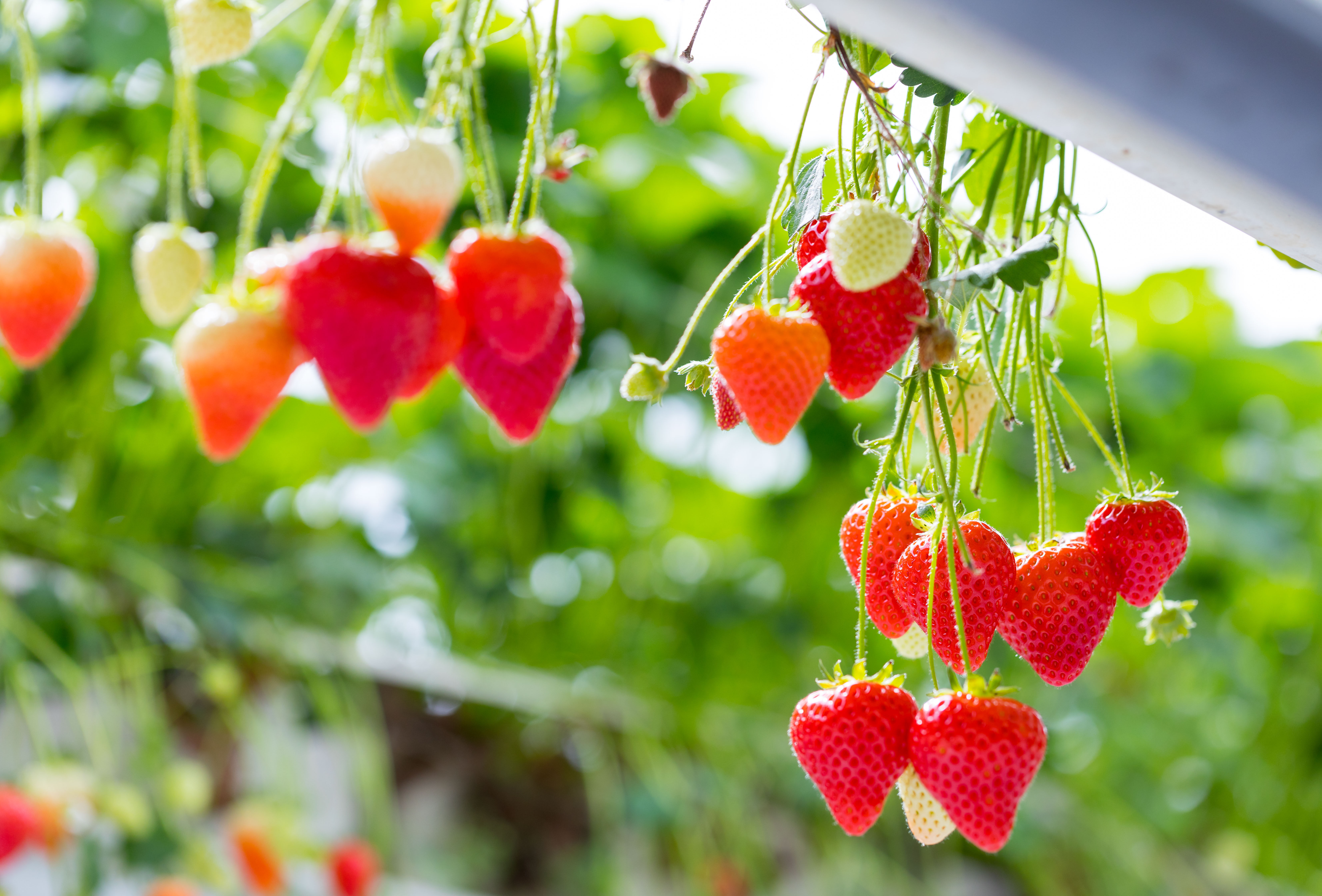 De sleutel tot het voorkomen van bodemschimmels is preventie
