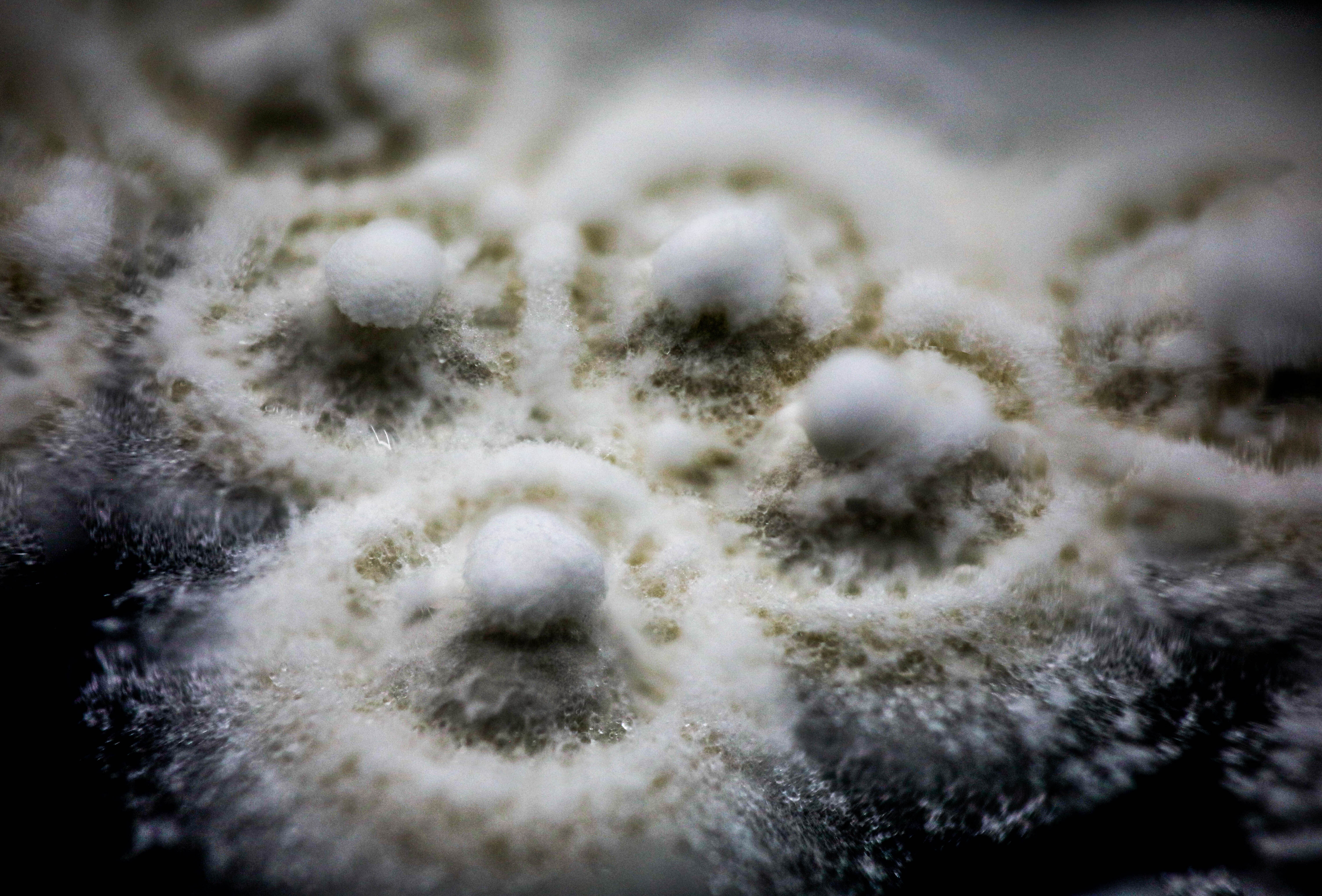 Bescherm je gewassen met Mycotal wanneer de temperaturen dalen