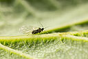 Black bean aphid Aphis fabae on leaf