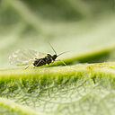 Black bean aphid Aphis fabae on leaf