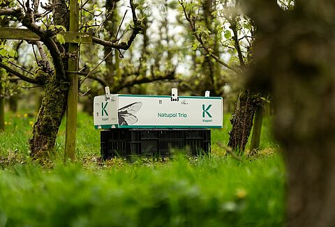 Buitenteelt bestuiving advies