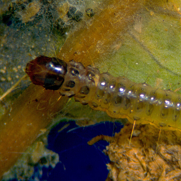 Larva of the Southern European Marshland Pyralid Duponchelia fovealis