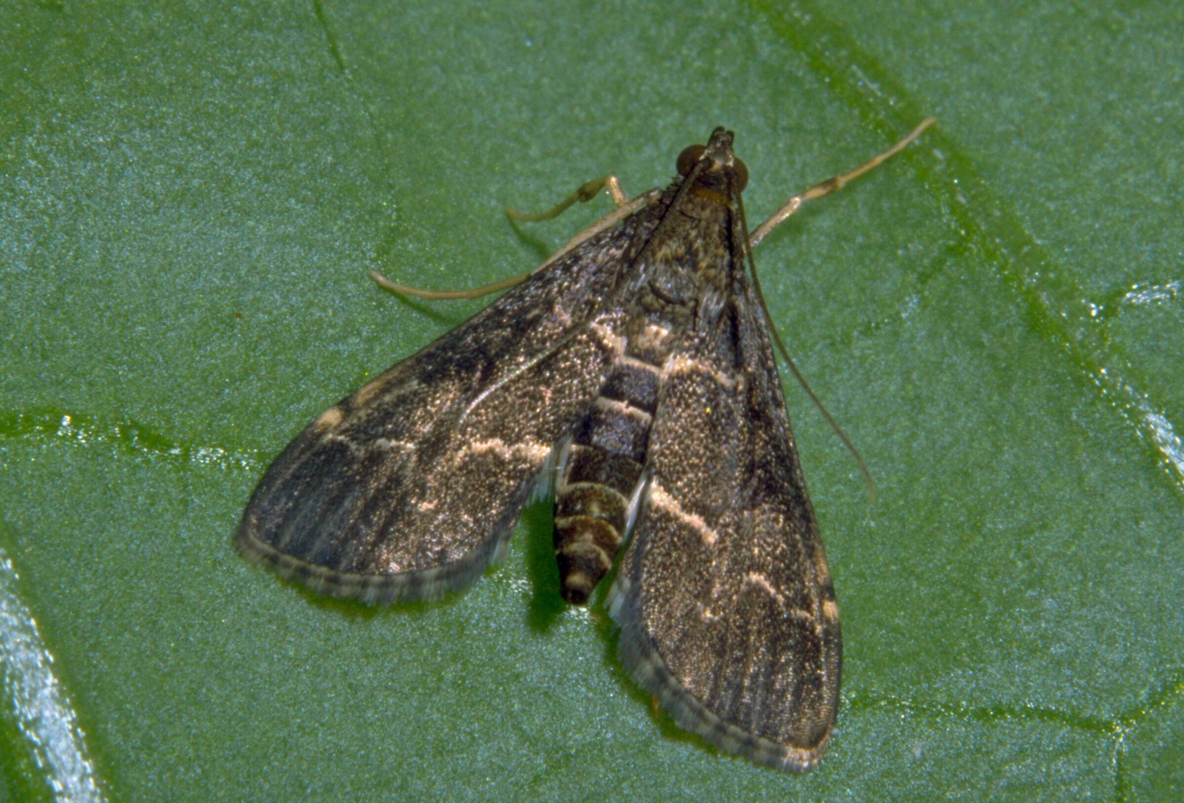 Duponchelia fovealis de sluipmoordenaar