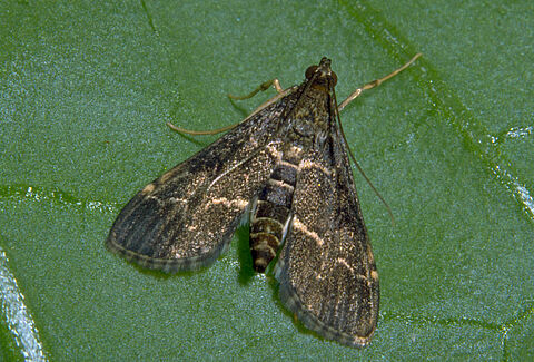 Duponchelia fovealis de sluipmoordenaar
