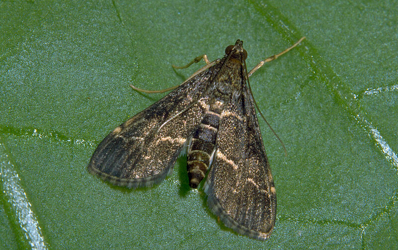 Adult form of the Southern European Marshland Pyralid Duponchelia fovealis