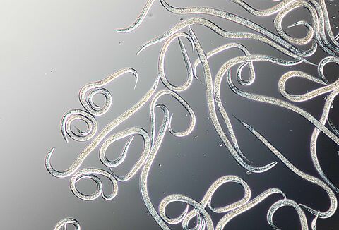 Bestrijding van rupsen met nematoden