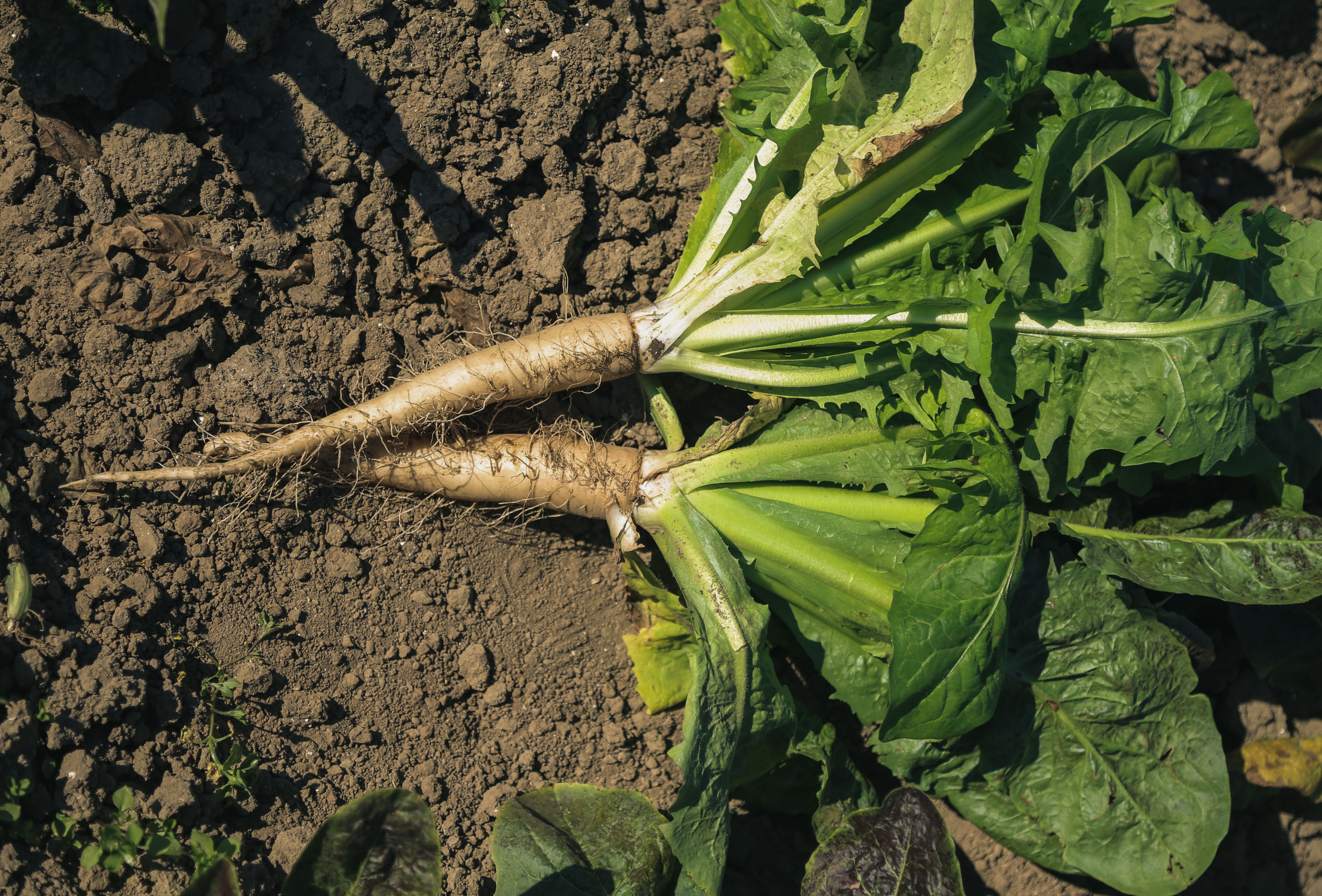 ‘We moeten ons klaarmaken voor een andere manier van witlof telen’