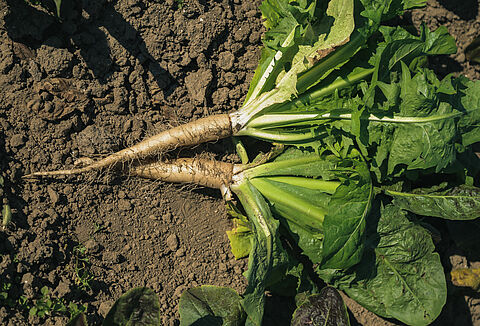 ‘We moeten ons klaarmaken voor een andere manier van witlof telen’