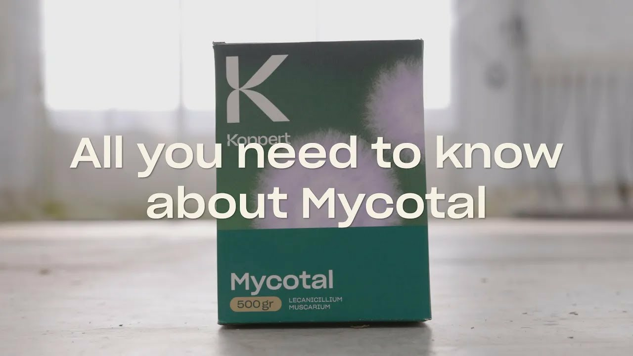 Everything you need to know about Mycotal: FAQ