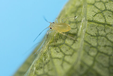 Acyrthosiphon malvae