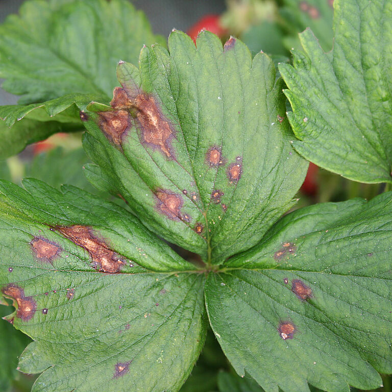 Symptoms of crown rot Pestalotiopsis longisetula on strawberry