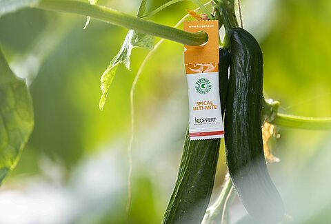 Spical nu ook in foliezakje: Spical Ulti-Mite