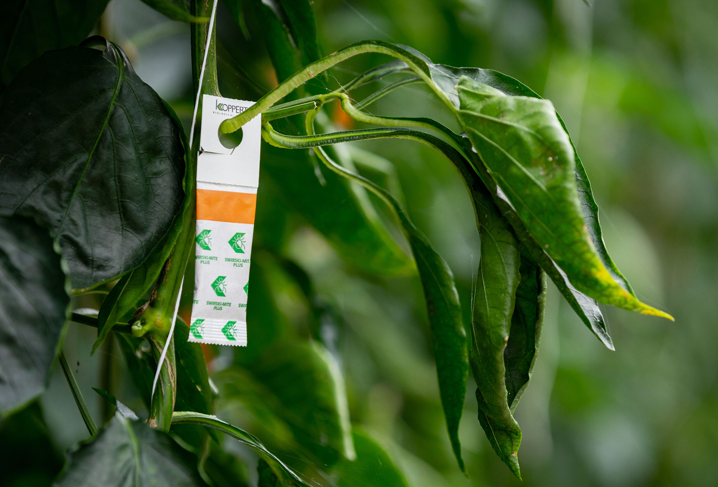 Swiski-Mte Plus, nu in nog betere vorm